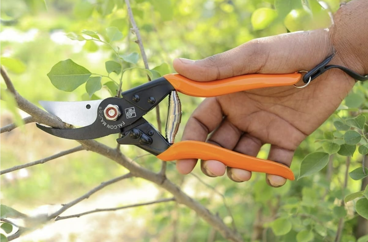 MAJOR FALCON PRUNING SECATURE